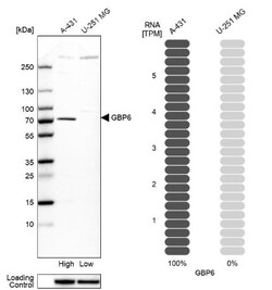 GBP6 Antibody, Novus Biologicals:Antibodies:Primary Antibodies